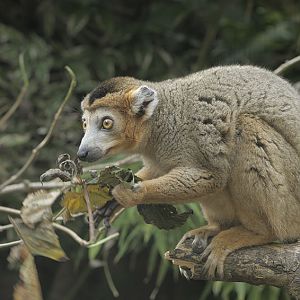 Crowned lemur