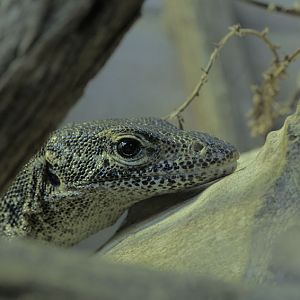 Timor monitor