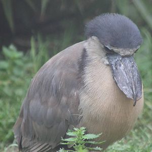 Boat-billed heron