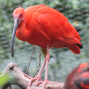 Scarlet ibis