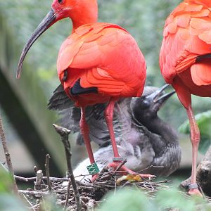 Scarlet ibisses with young