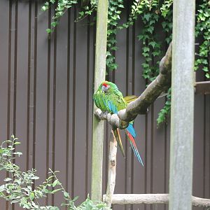 Military macaw enclosure