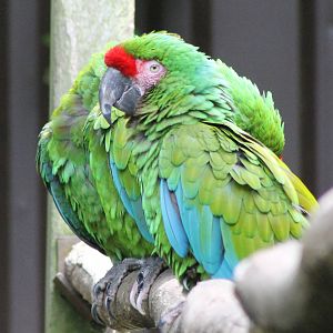 Military macaws