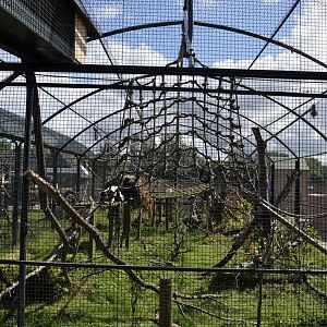 Black and white ruffed lemur enclosure-06/07/2014