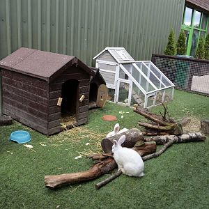 Giant rabbits-06/07/2014