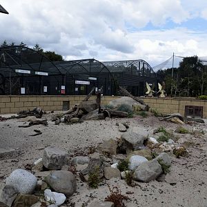 Dwarf mongoose enclosure-06/07/2014