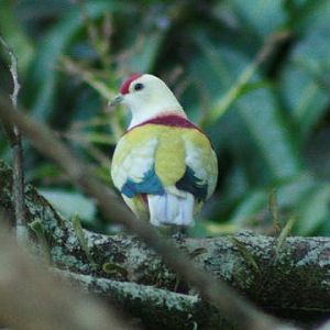 Many-coloured Fruit-dove