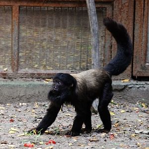 Red-backed beared saki