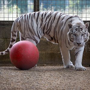 Bengal tiger (white) : Hamerton : 05 Sep 2014