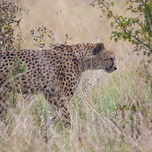 Cheetah : Hamerton : 05 Sep 2014