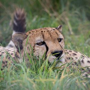 Cheetah : Hamerton : 05 Sep 2014