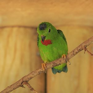 Blue-crowned hanging parrot