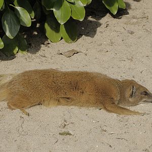 Yellow mongoose