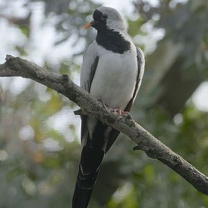 Namaqua dove