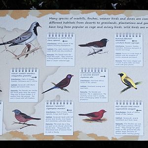 African aviary sign