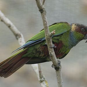Blue-throated conure