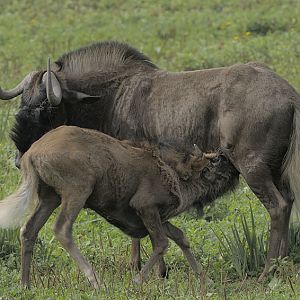 White-tailed wildebeest