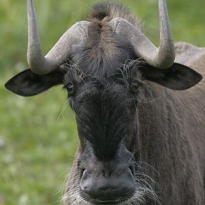 White-tailed wildebeest