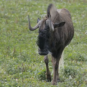 White-tailed wildebeest