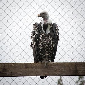 Ruppells griffon vulture : Hamerton : 05 Sep 2014