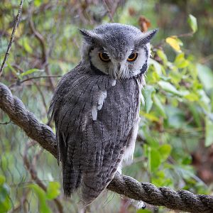Northern white-faced owl : Hamerton : 05 Sep 2014