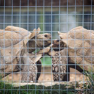 African spurred tortoises : Hamerton : 05 Sep 2014