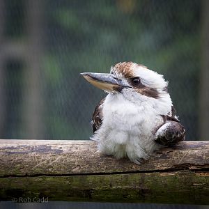 Laughing kookaburra : Hamerton : 05 Sep 2014
