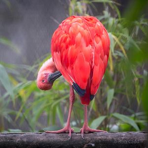Scarlet ibis : Hamerton : 05 Sep 2014