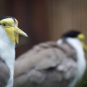 Masked lapwing : Hamerton : 05 Sep 2014