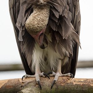 Hooded vulture : Hamerton : 05 Sep 2014