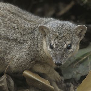 Narrow-striped mongoose (4)