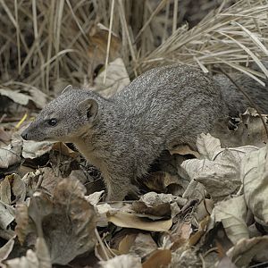 Narrow-striped mongoose (1)
