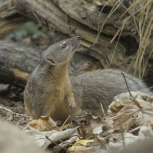 Narrow-striped mongoose (2)