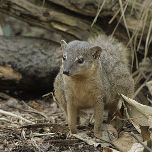 Narrow-striped mongoose (3)