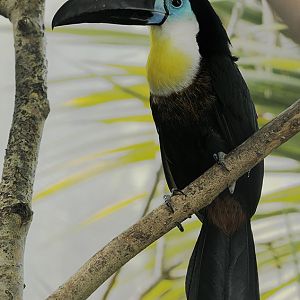 Channel-billed toucan