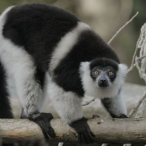 Belted black-and-white ruffed lemur