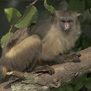 Black-tailed marmoset