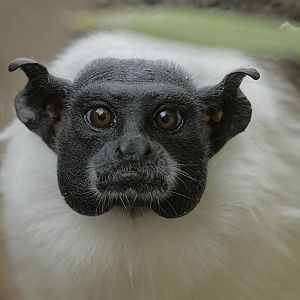Pied tamarin