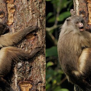 Black-tailed marmoset feeding on sap (composite)