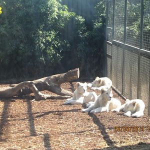 White Lion Cubs