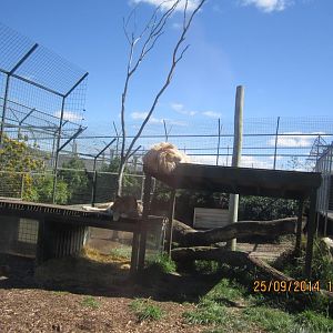 White Lions on the Climbing Structures