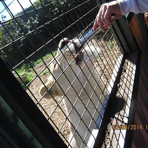 Feeding the lions with tongs