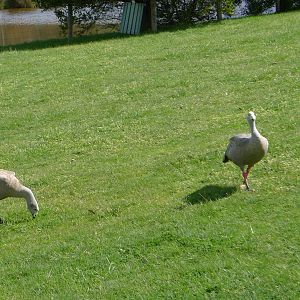 Cape Barren Geese
