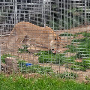 Lioness feeding