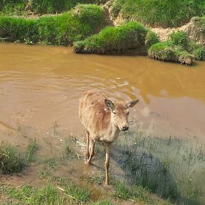 Red Deer