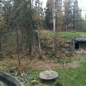 Amur Tiger Exhibit
