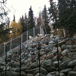 Mountain Goat and Dall Sheep side by side exhibits.
