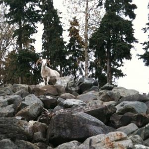 Dall Sheep