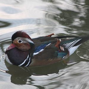 A question for FBBird, 28th September 2014