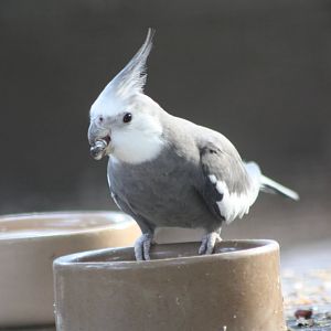 Cockatiel, 28th September 2014